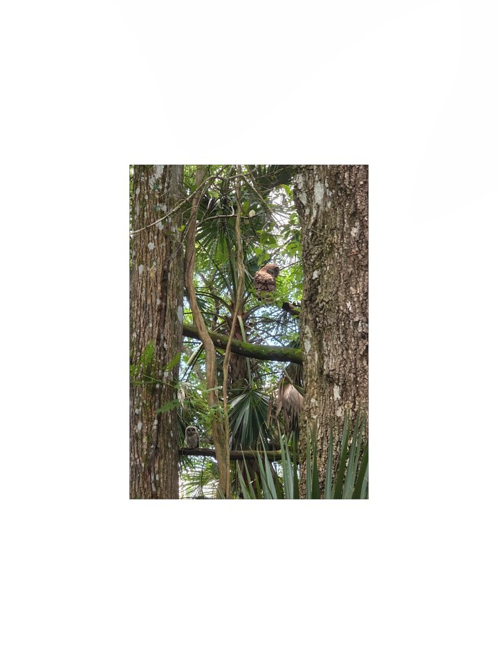 Two Barred Owls product image (1)