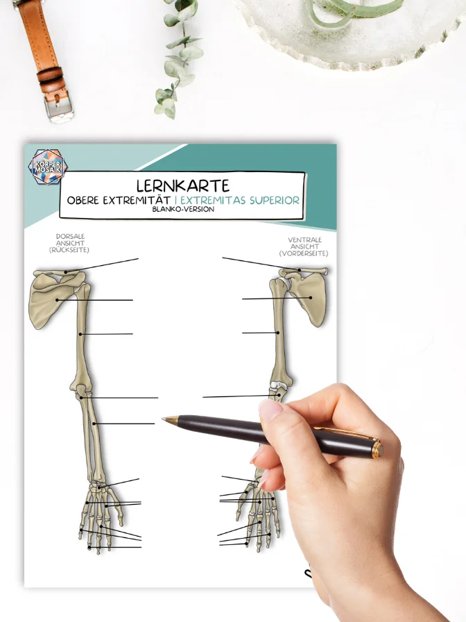 LernKarten 'Die Knochenpunkte der oberen Extremität' product image (4)