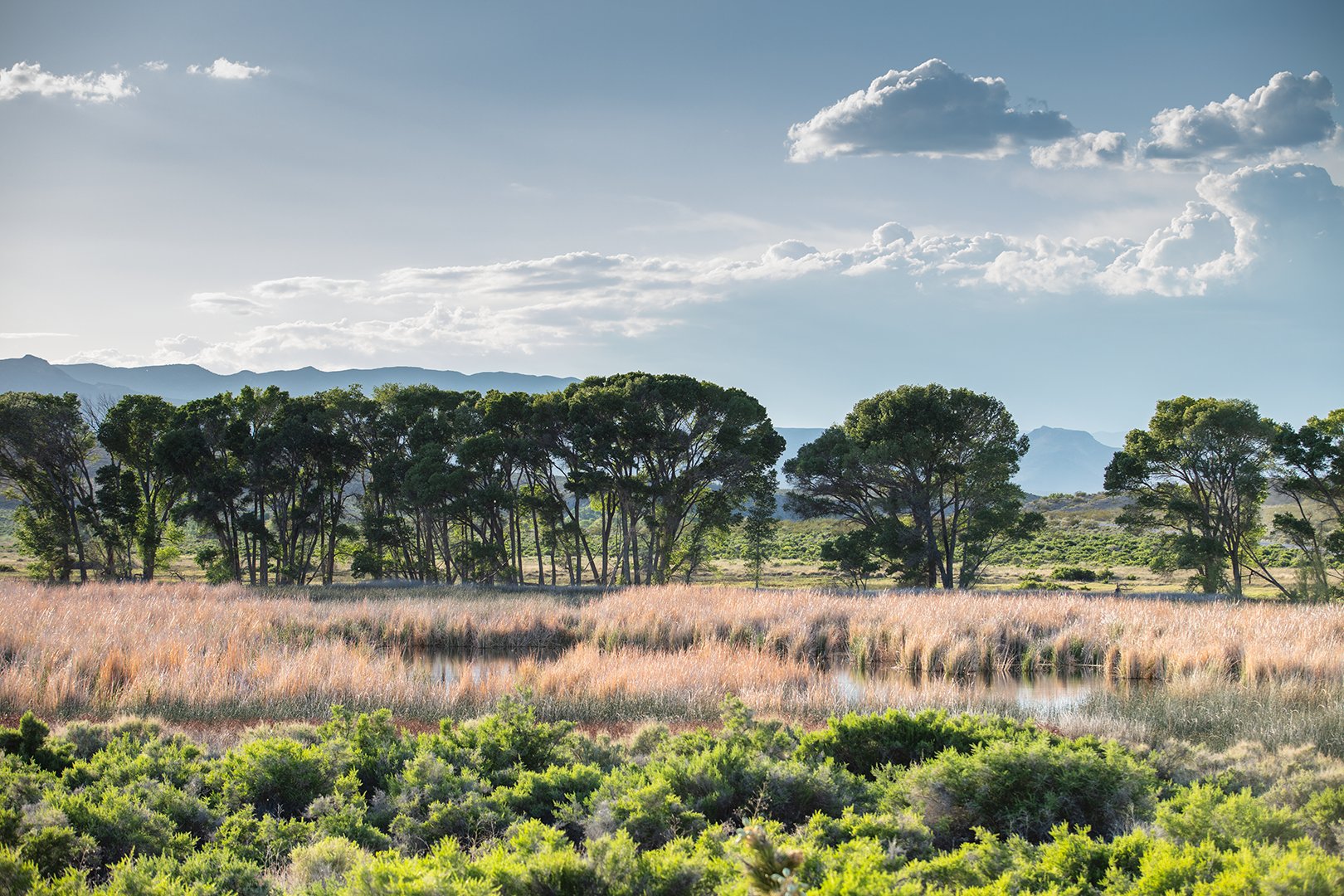 Print - Pahranagat Wildlife Refuge, Nevada product image (9)