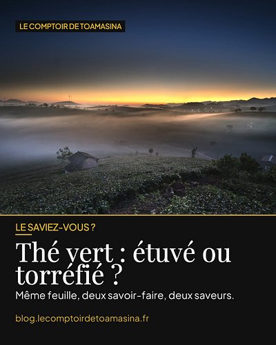 Le saviez-vous ? Thé vert japonais et chinois viennent de la même plante, le Camellia sinensis. Tout se joue après la cueille...