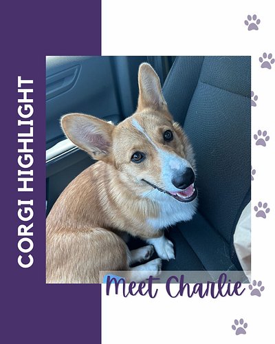 Baltimore Corgi Highlight:
Meet Charlie, a 1 year old Pembroke Welsh Corgi! His favorite activities are chewing stuffed anima...