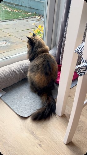 Sookie, looking at the world outside her window 💜
