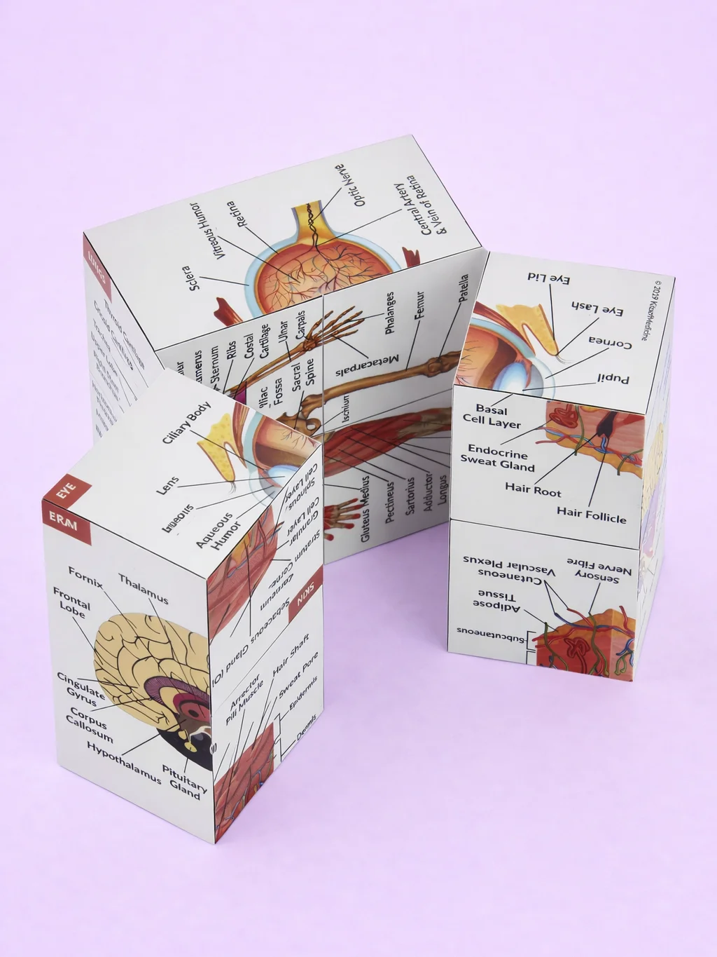 Anatomy Study Cubes (Feline & Human) product image (8)