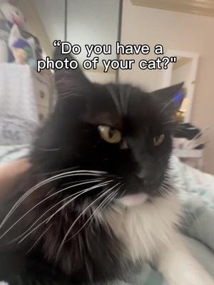 he’s very loved #cat #fyp #CapCut 