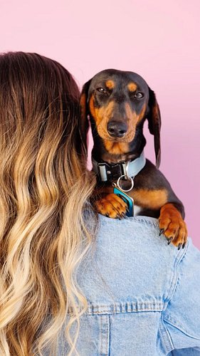 Update on @scoobydoo_the_daschund doing his first photoshoot!