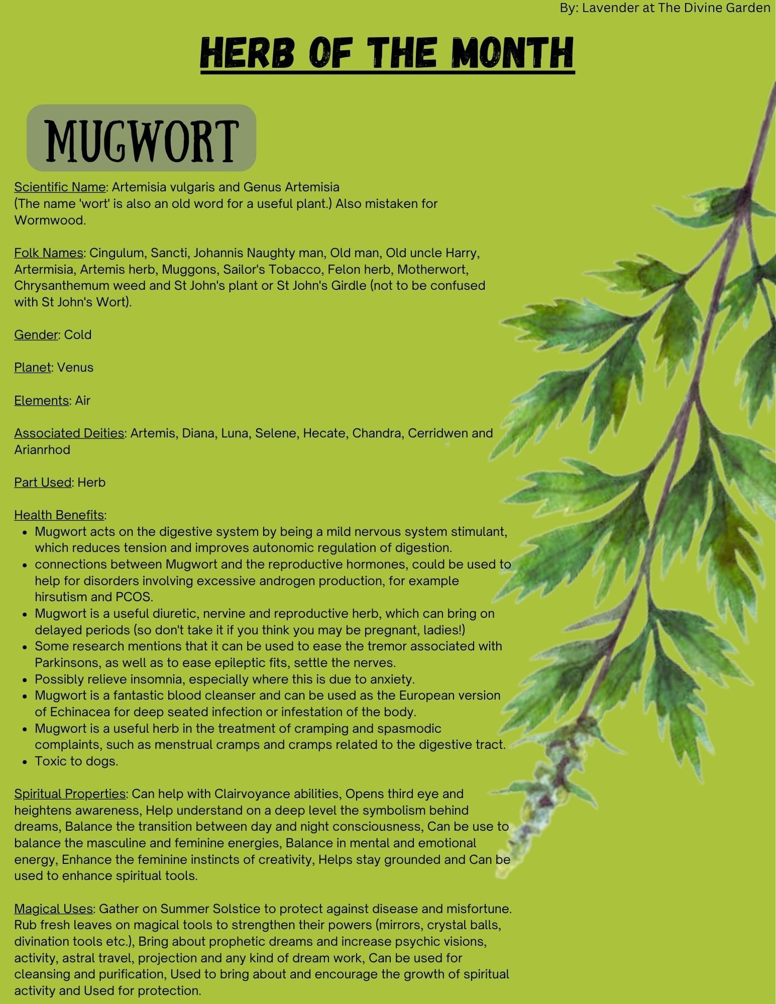 Mugwort product image (1)