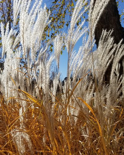 Fall grasses - MN

#wearthewilderness 
#stcroixnaturecompany 
#outdoors
#explore