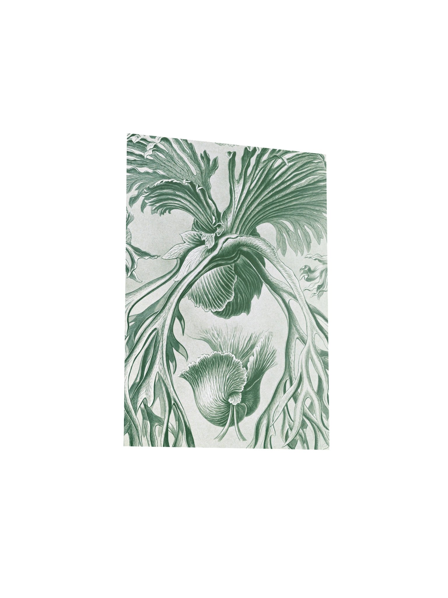Staghorn Ferns Antique Botanical Art Print product image (8)
