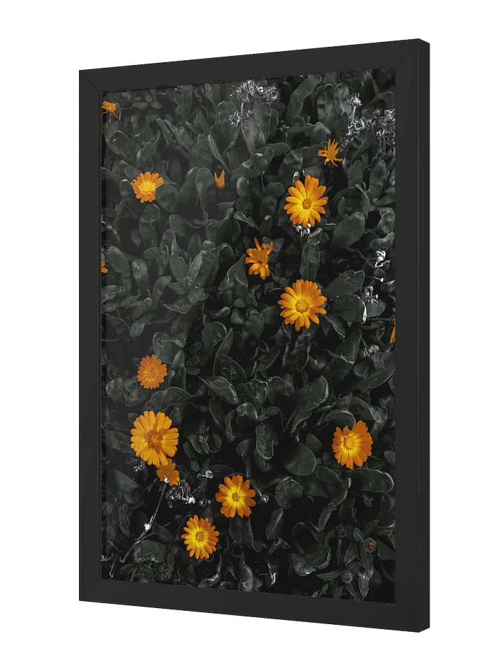 Daisy Delight product image (2)
