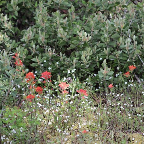 A beautiful Spring combination observed on a remnant prairie / oak woodland ecotone. 

- Castilleja miniata, giant red paintb...