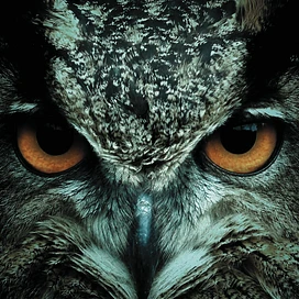 Obsidian Owls tier thumbnail