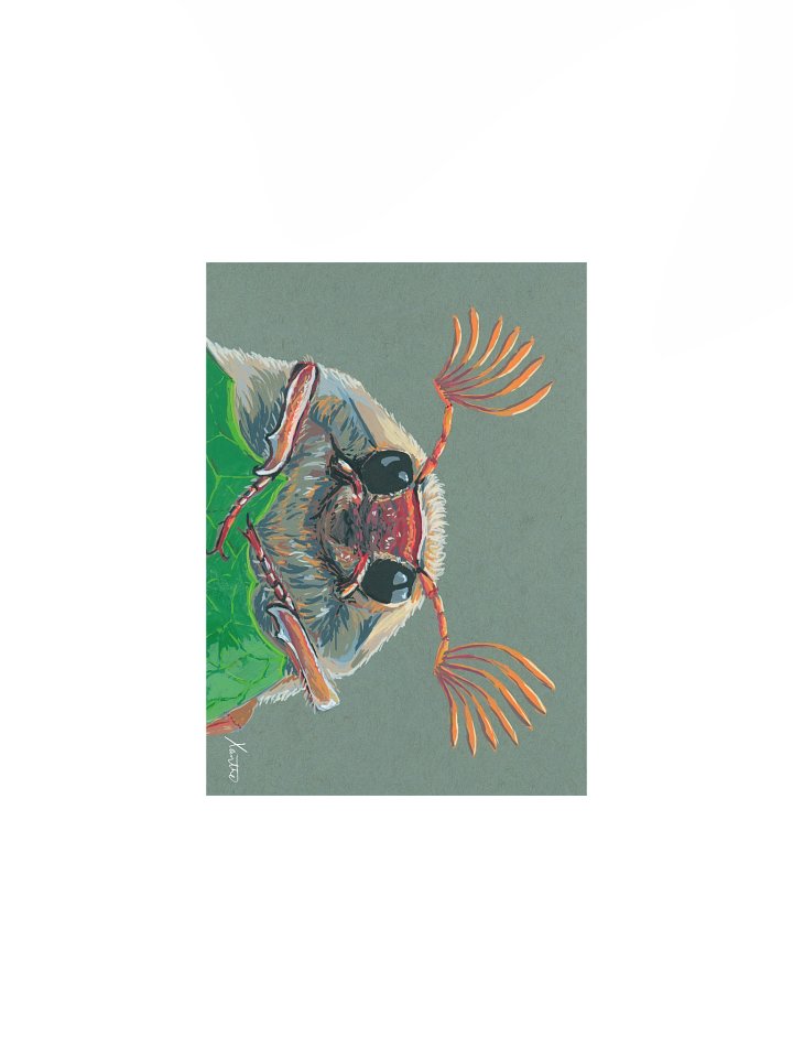 Cockchafer print product image (1)