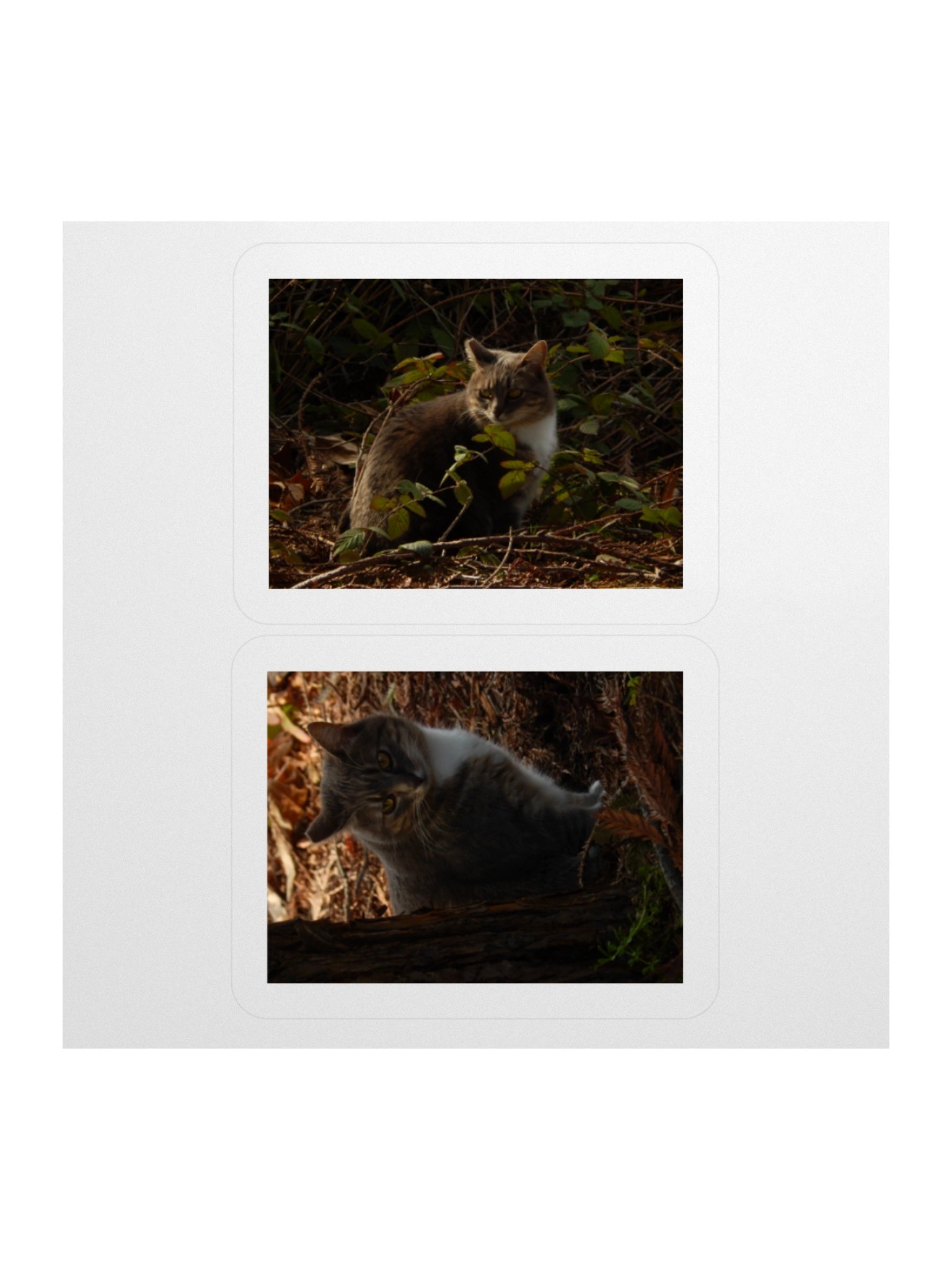 Forest Kitty - Sticker Sheet product image (1)