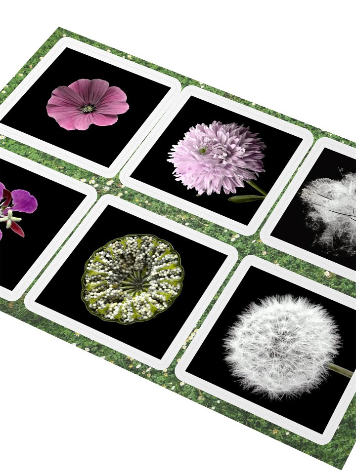 6 fleurs de William Copeland McCalla • planche A5 product image (2)