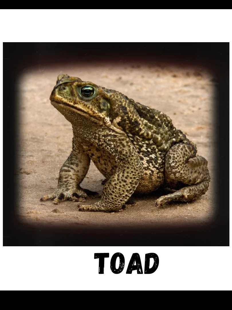 Commonly Confused Animals product image (11)