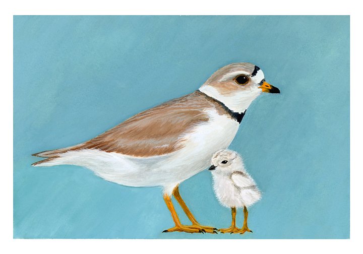 Plovers - giclée print product image (1)