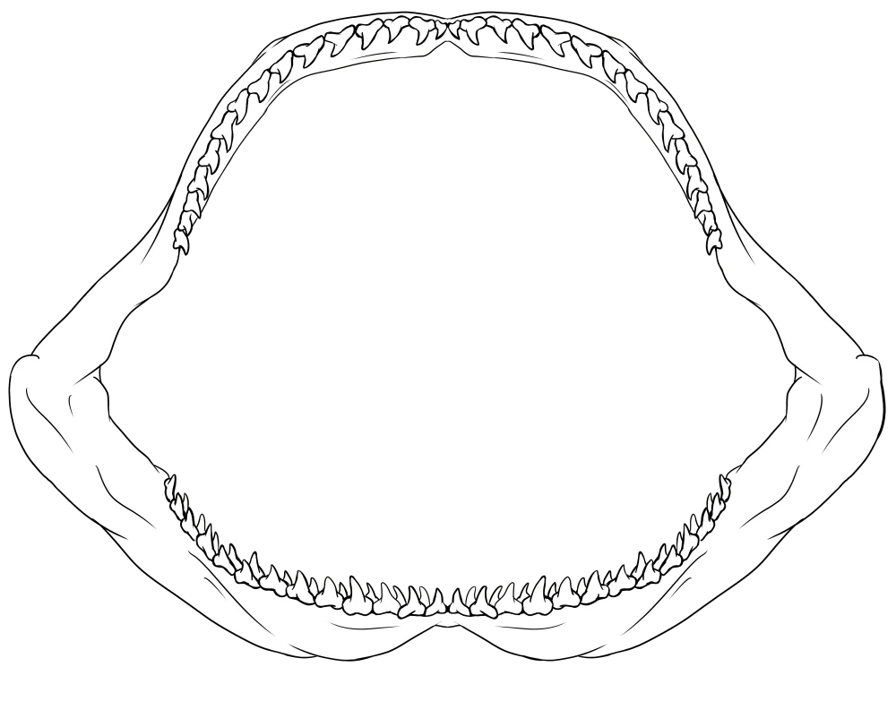 Hammerhead Coloring Pages product image (8)