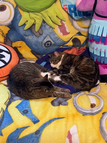 Happy National Cat Day!!! 🐱😸🐈🐈‍⬛