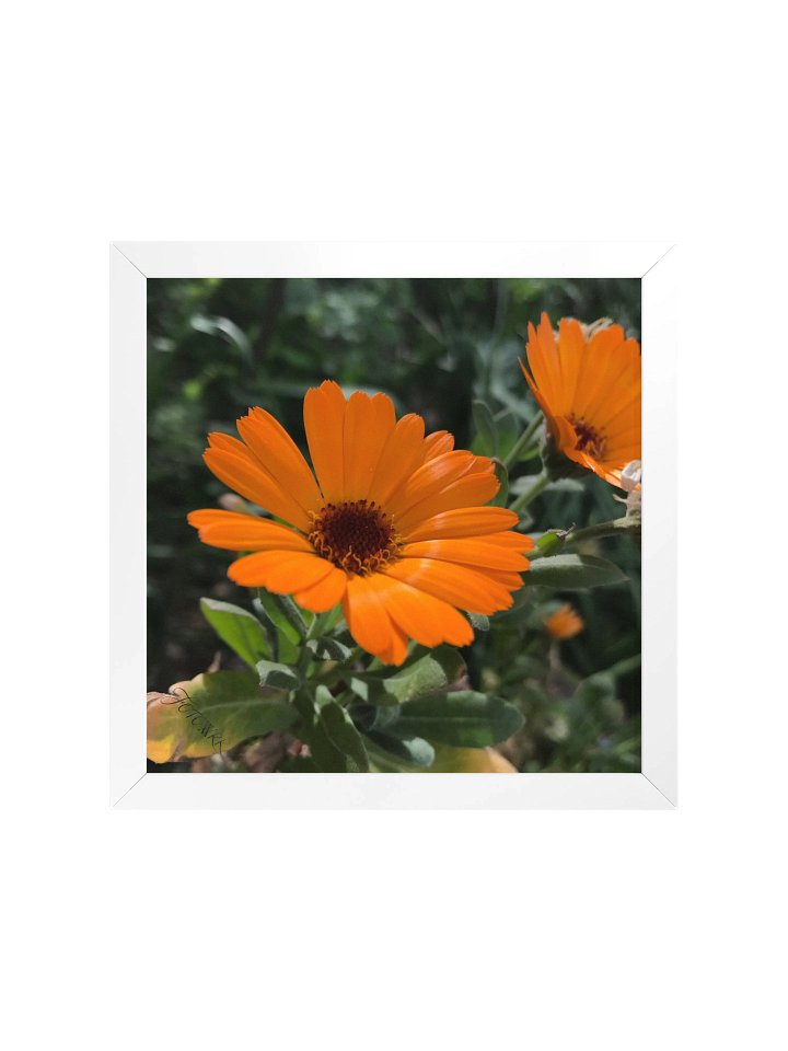 Calendula – Square Matte Poster product image (1)