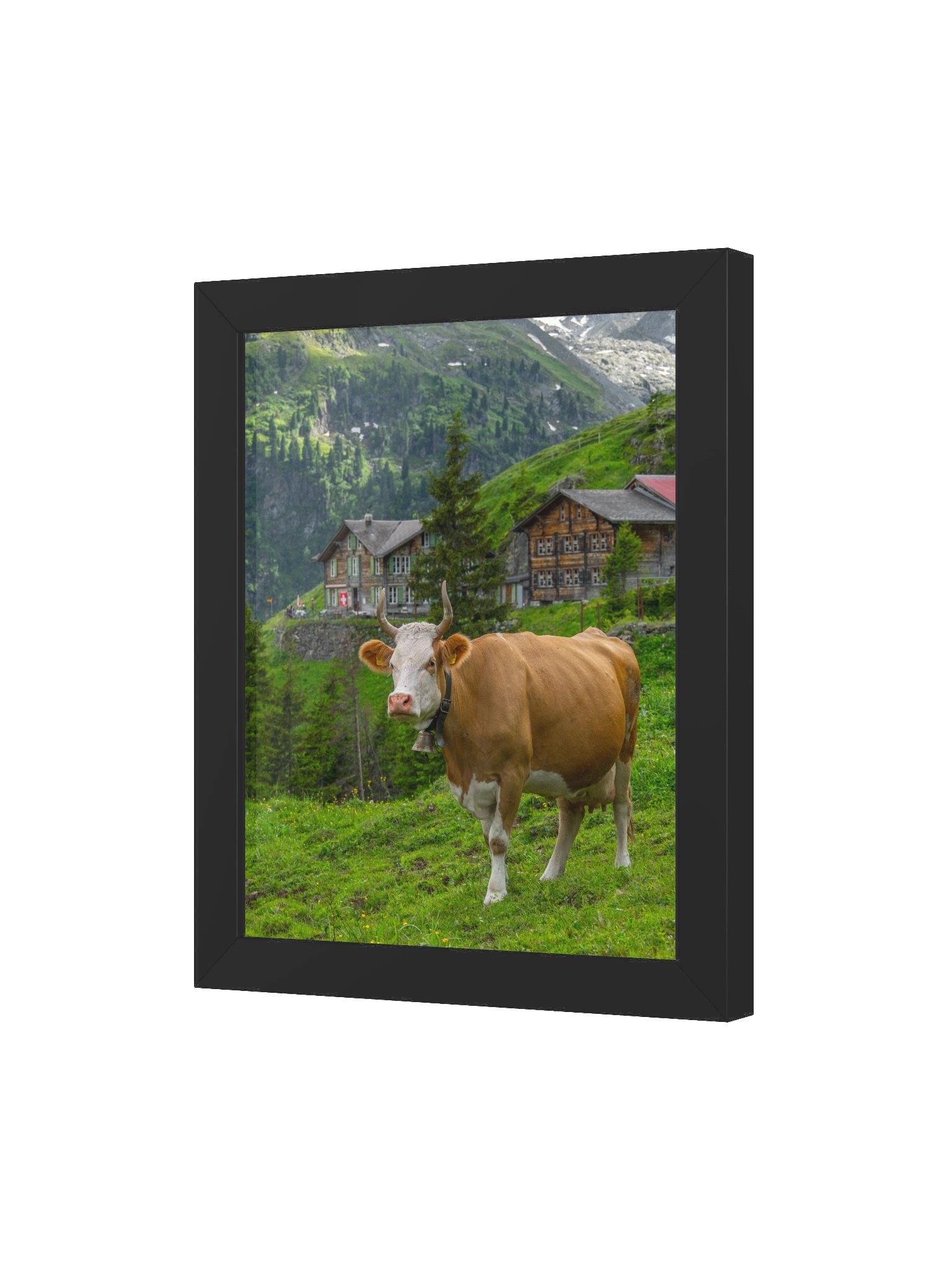 Cow at Obersteinberg product image (17)