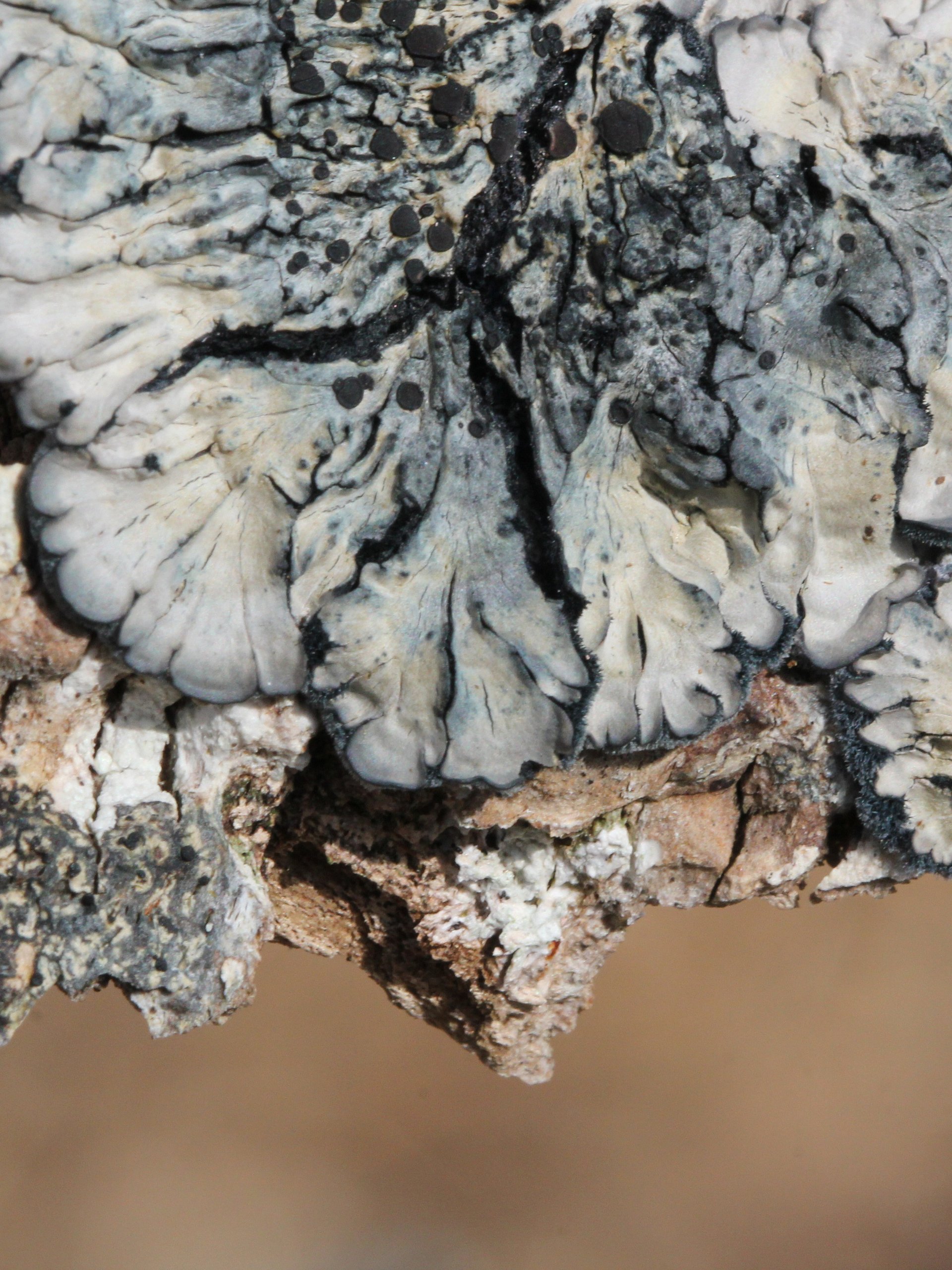 Lichen Image Collection product image (3)