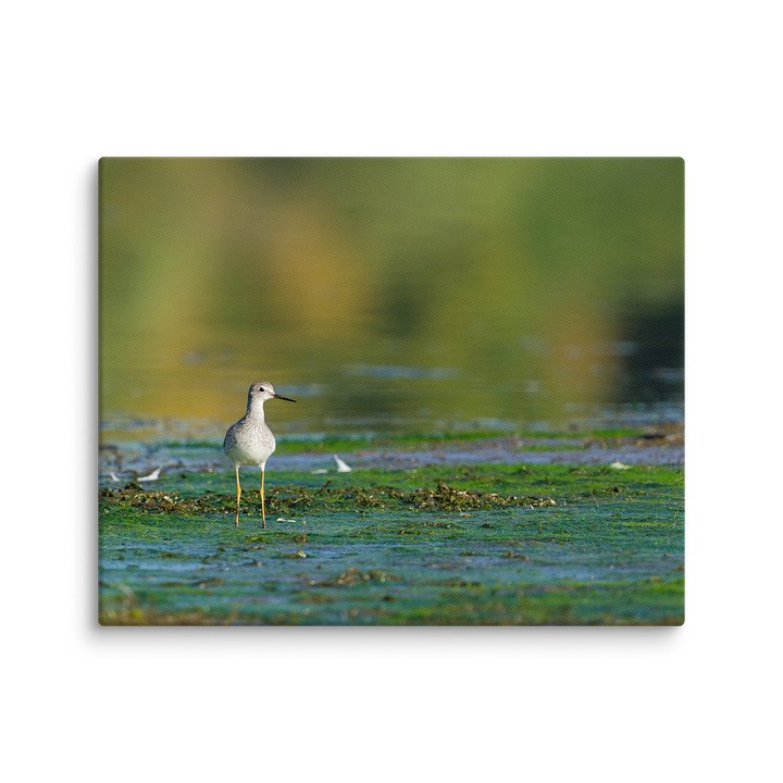 Yellowlegs in Green Algea product image (2)