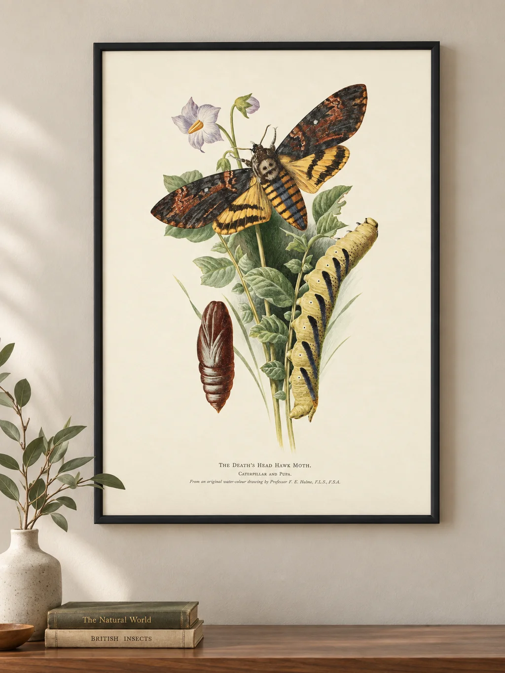 Death’s Head Hawk Moth — Restored Vintage Natural History Framed Poster product image (1)