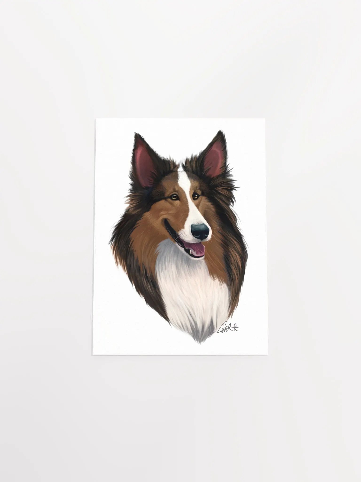 Dog Breeds: Shetland Sheepdog Print product image (6)