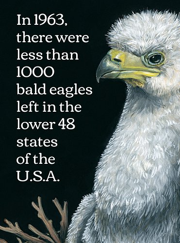 My painting on the topic of the preservation of the bald eagle through the banning of DDT: 'Pesticide Mitigation (Bald Eagle)...