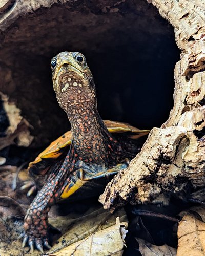 It's Turtle Time!
•
•
•
•
•
#geomydaspengleri #geomyda #geomydajaponica #blackbreastedleafturtles #blackbreastedleafturtle