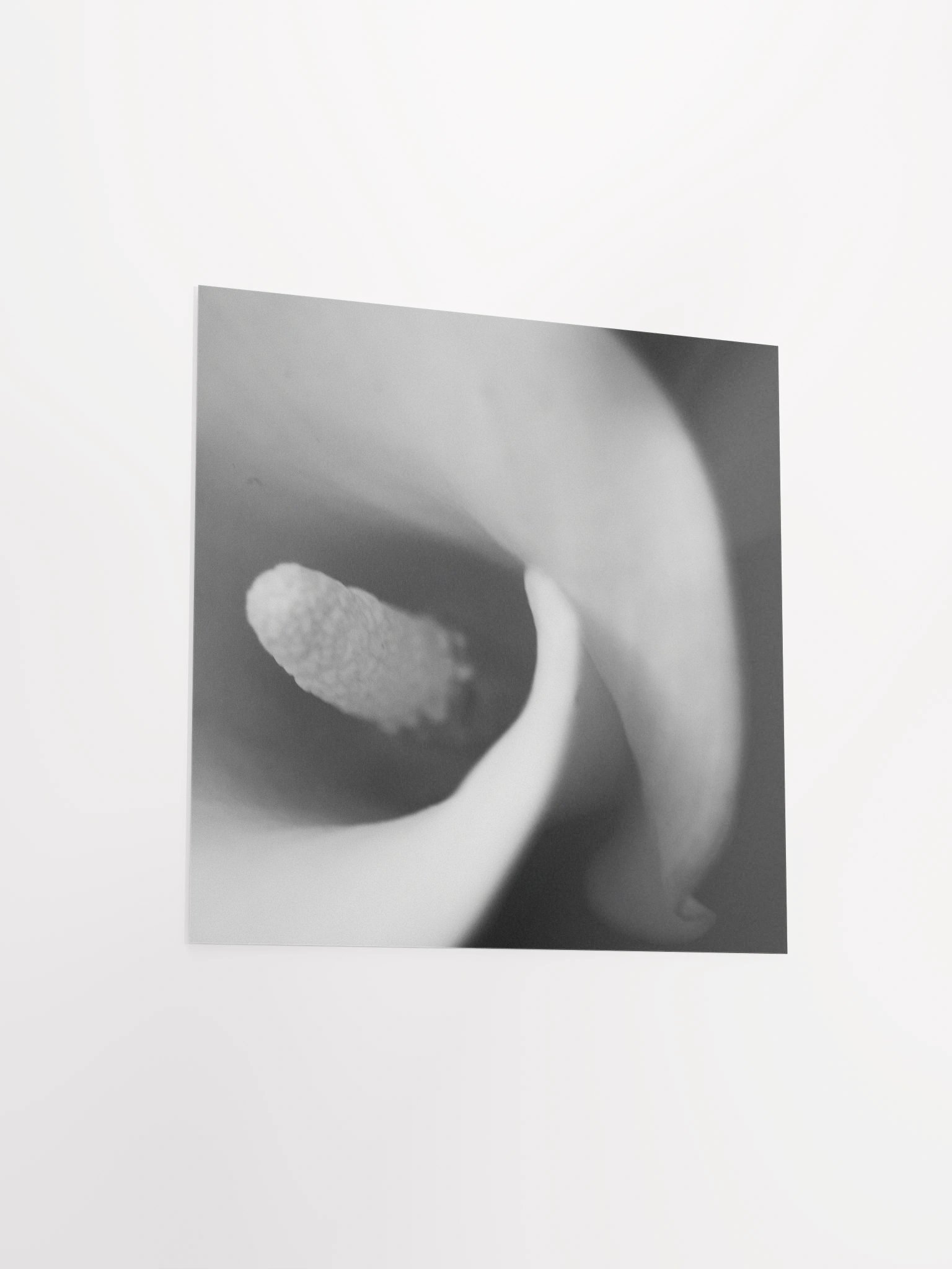 Calla Lily Print product image (8)
