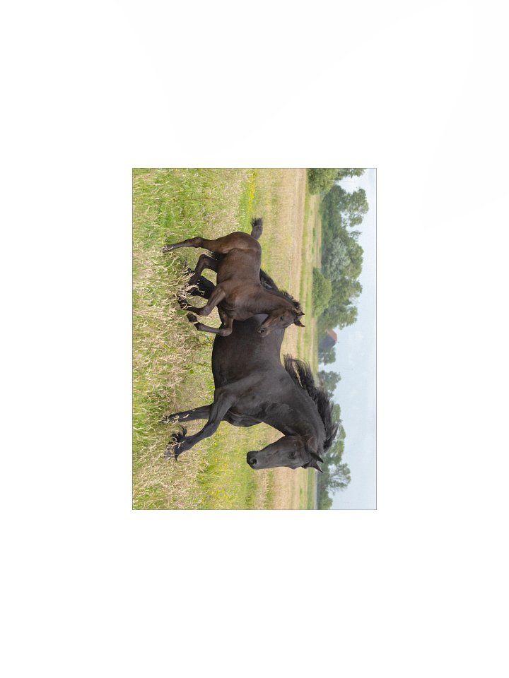 Saly & Elvis running product image (2)