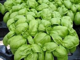 Marian basil seeds 12g product image (1)