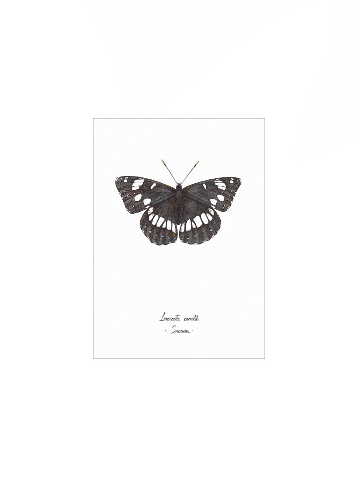 Limenitis Camilla • Print product image (2)