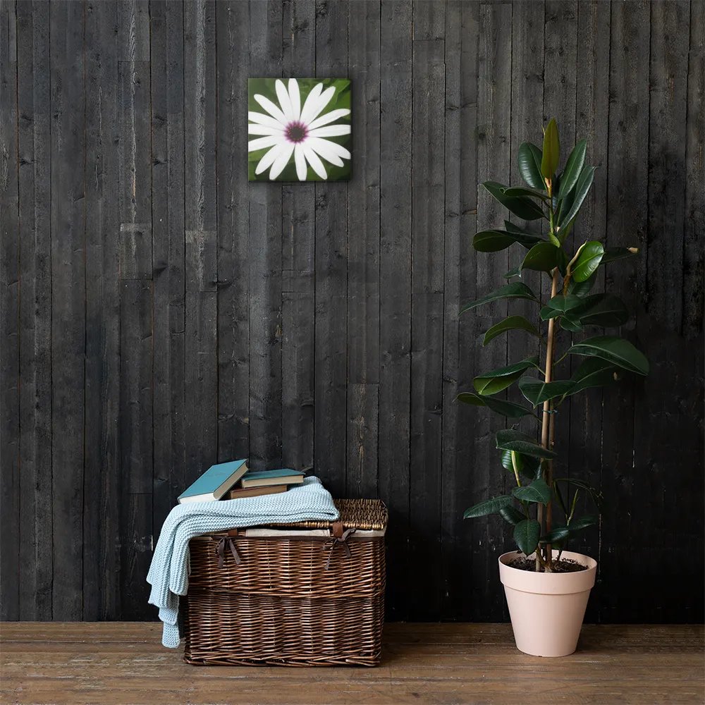 Daisy on Canvas product image (3)
