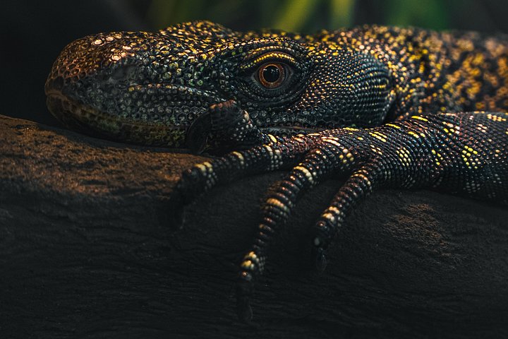 Crocodile Monitor Perched product image (1)