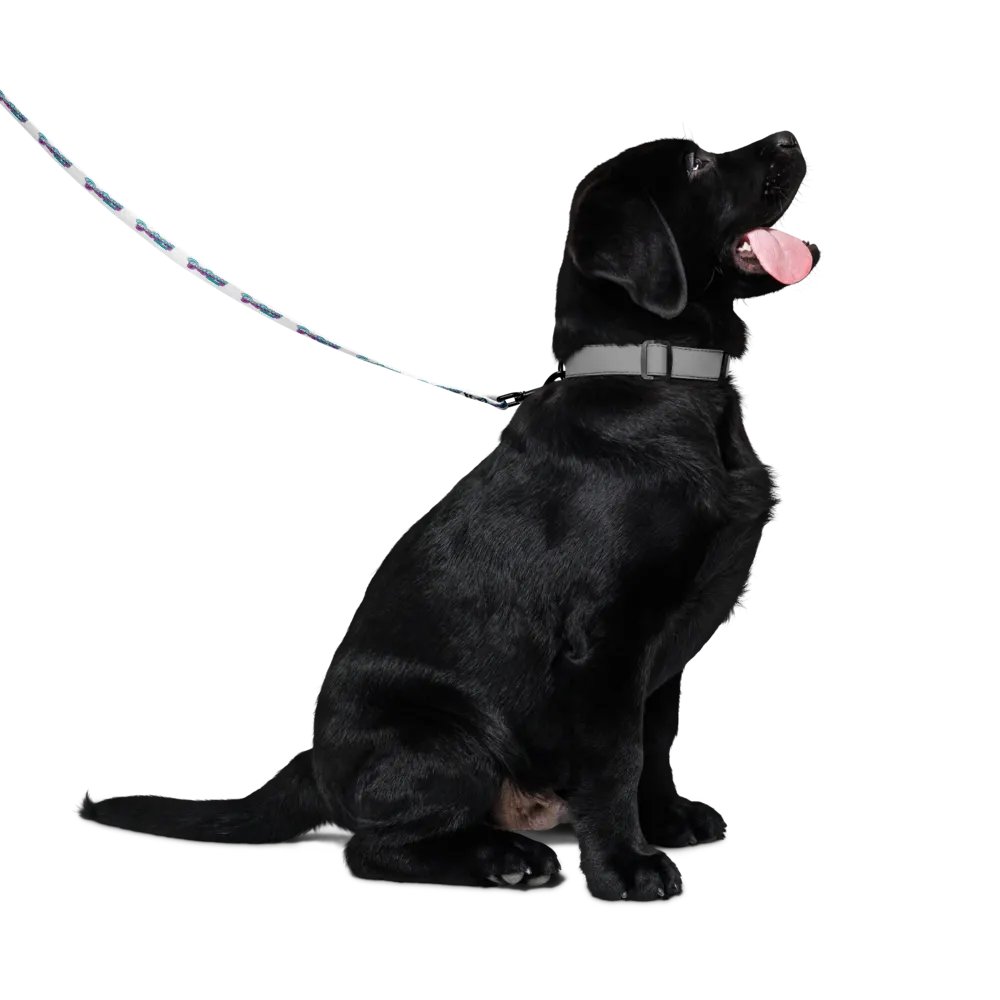 ASMR Destiny Pet Leash product image (2)