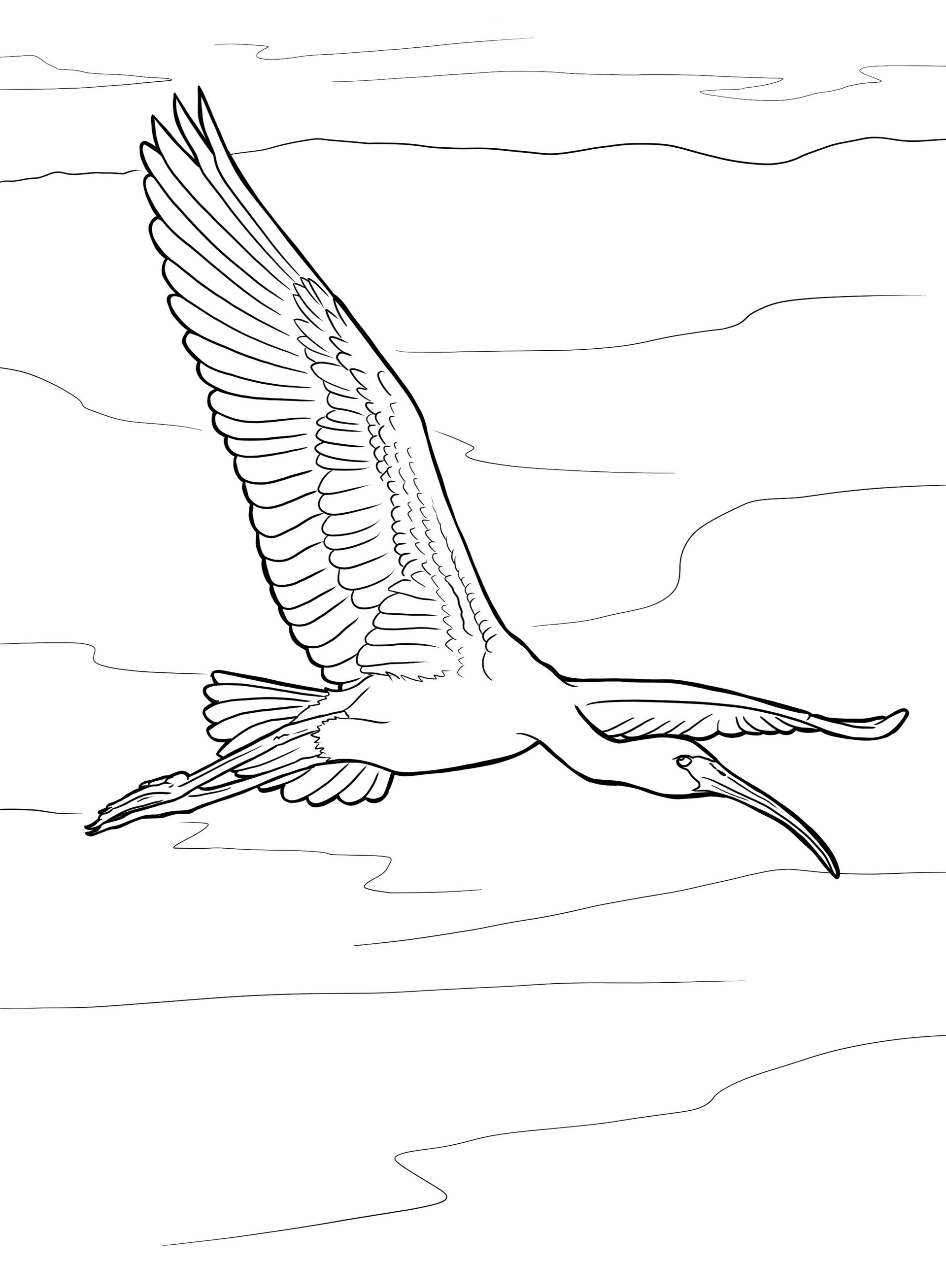 Coloring Page- Glossy Ibis product image (1)