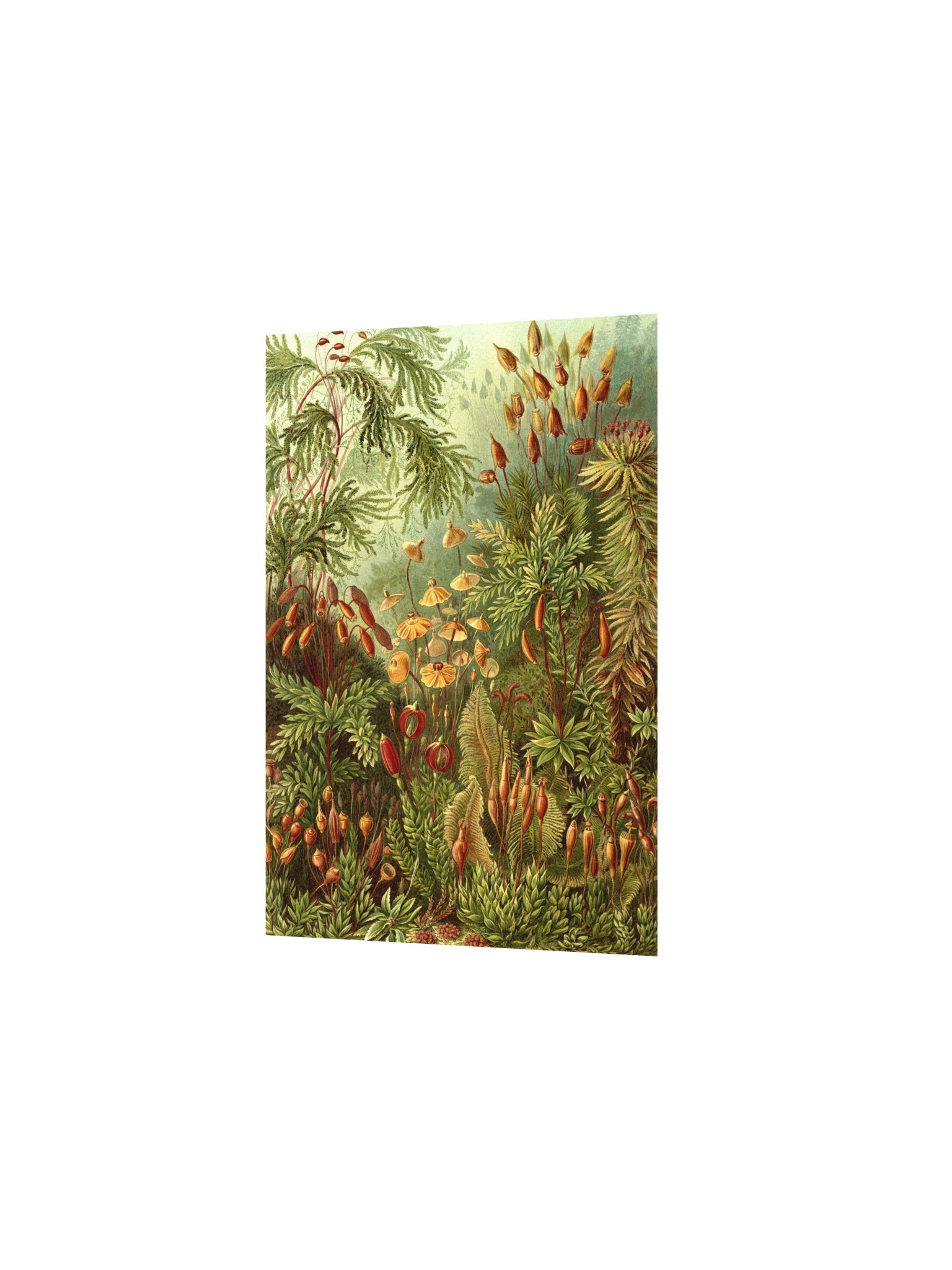 Mosses Antique Botanical Art Print product image (4)