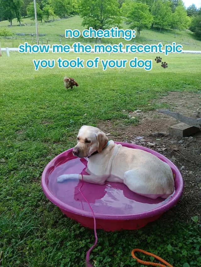 JJ still doesn’t realize that pool was supposed to be for the chickens… 🐔💦🐾 #jjunleashed #dogsoftiktok #labsoftiktok #farmdog #fyp 