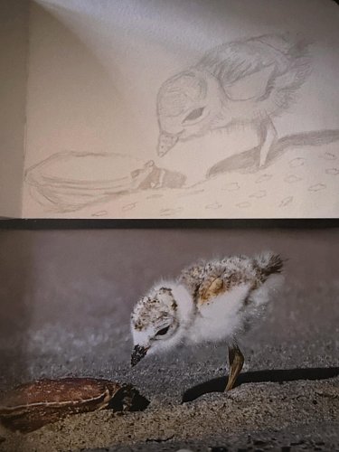 Sketches I did during stream today it was so much fun…#sketches #birds #traditional #animals