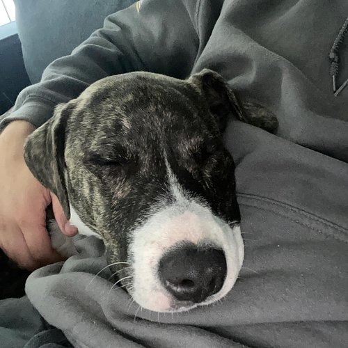 Everyone meet Dave! #NewPup