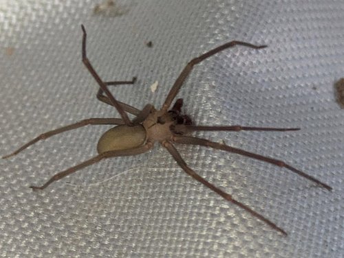 Another one of those spiders that isn't supposed to live in Colorado, but you can find all over the place #spider #brownreclu...