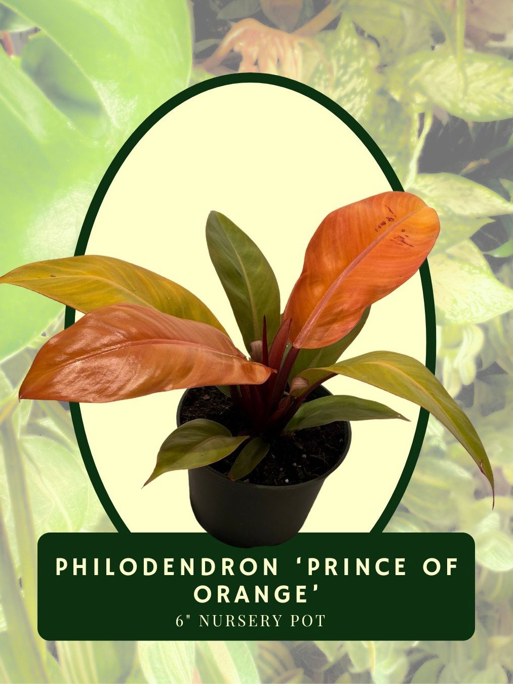 Philodendron 'Prince of Orange' product image (1)