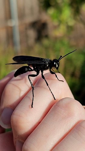 Everyone panics at the word wasp. Most people, anyway. Then you meet the Great Black Wasp!

This female climbed onto my hand ...