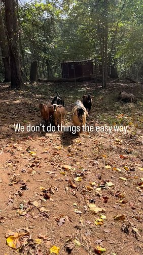 You can’t get what we make on Temu. 😉 

#smallbusines #homesteaders #goatmilksoap #honey