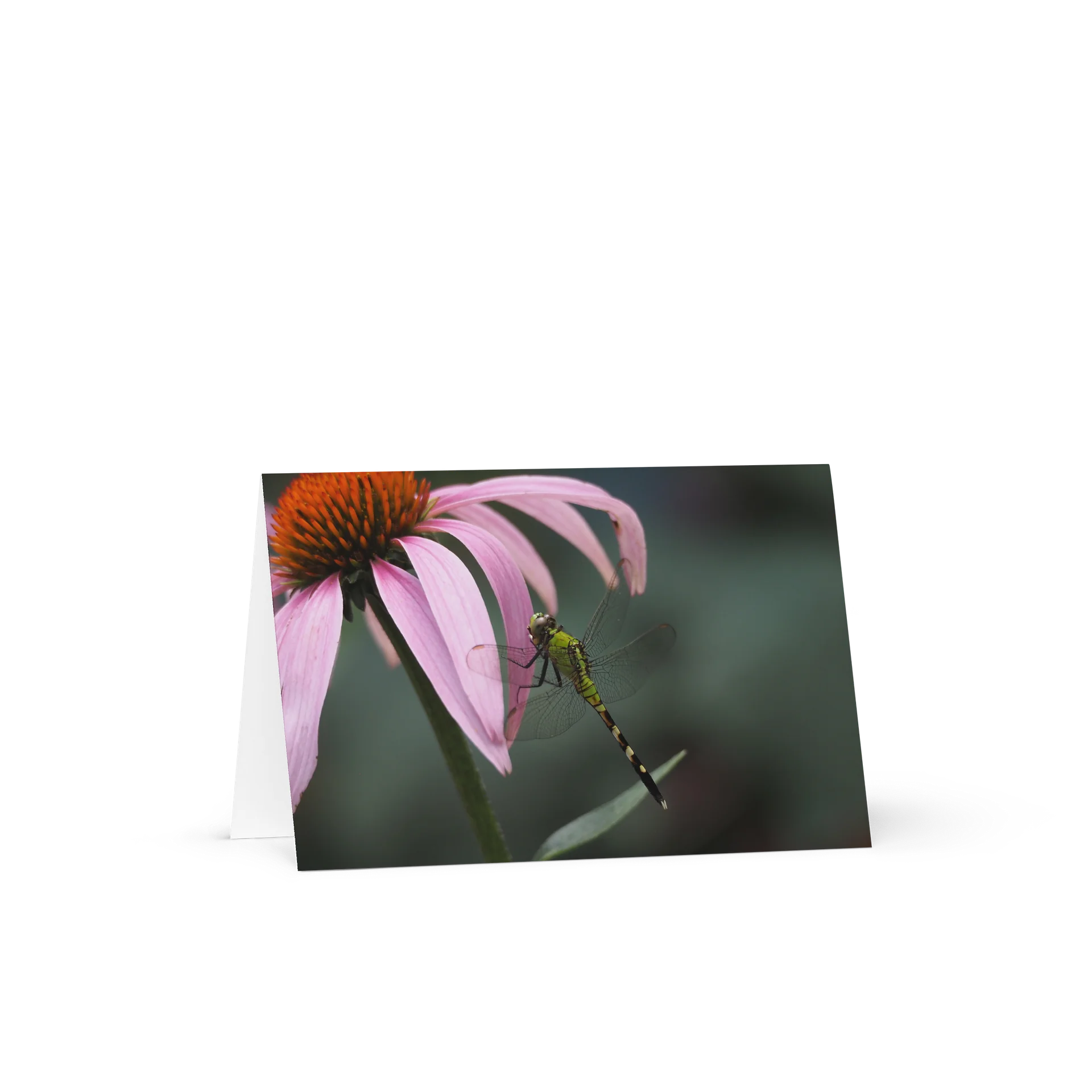 "Dragonfly on Coneflower" (Blank Card) product image (1)