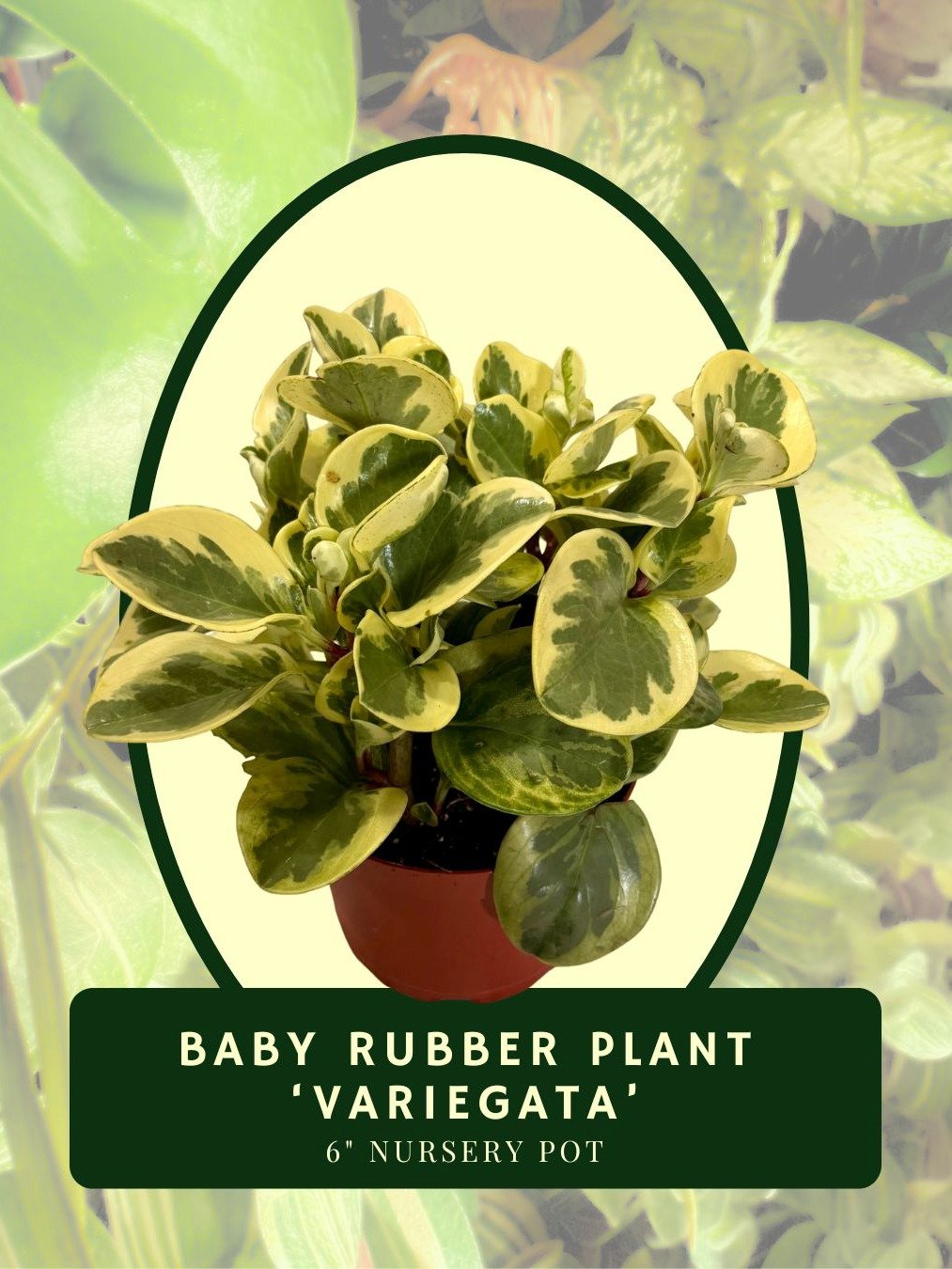 Baby Rubber Plant 'Variegata' product image (1)
