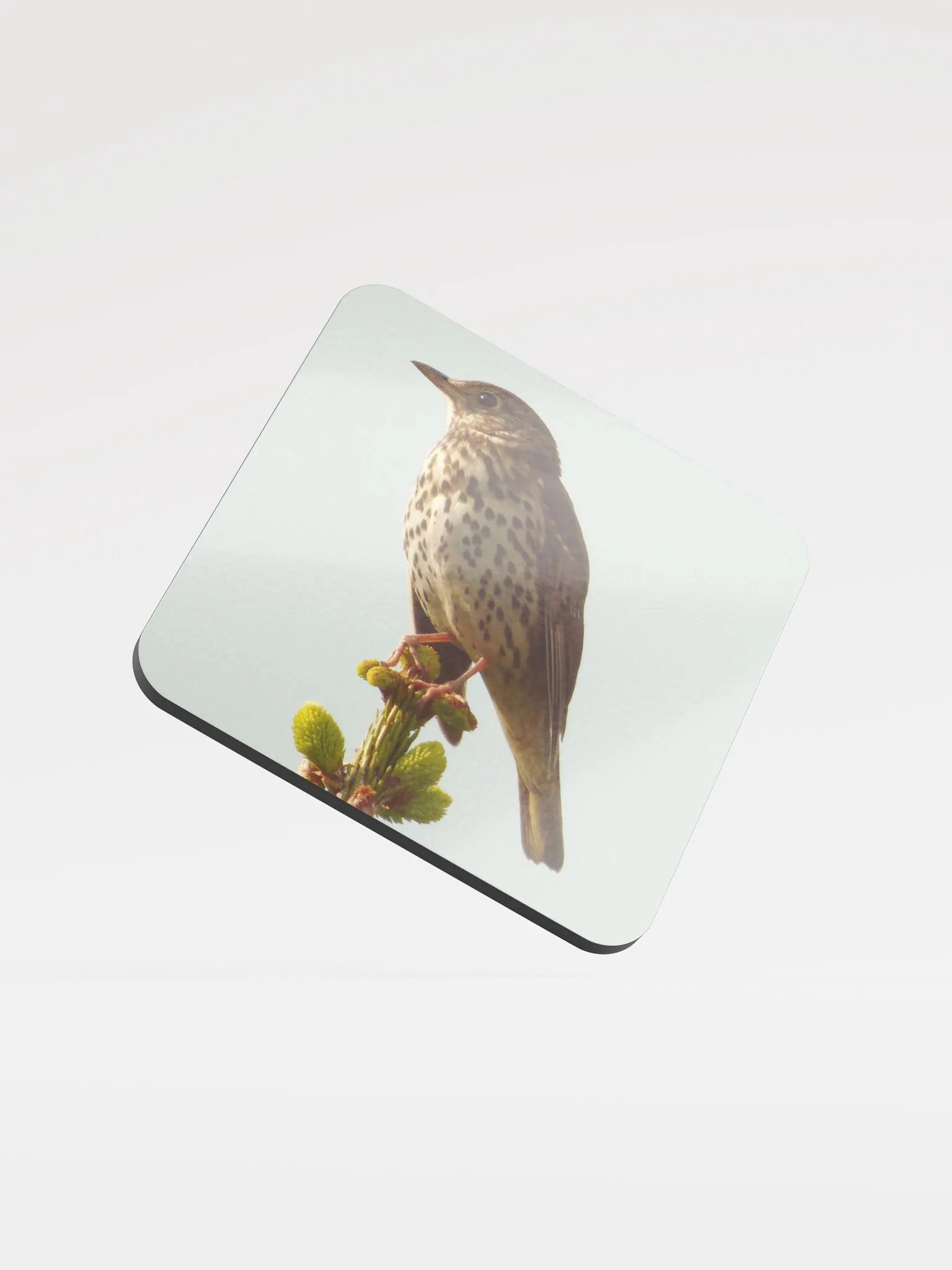 Glossed Cork Coaster - The song thrush product image (1)