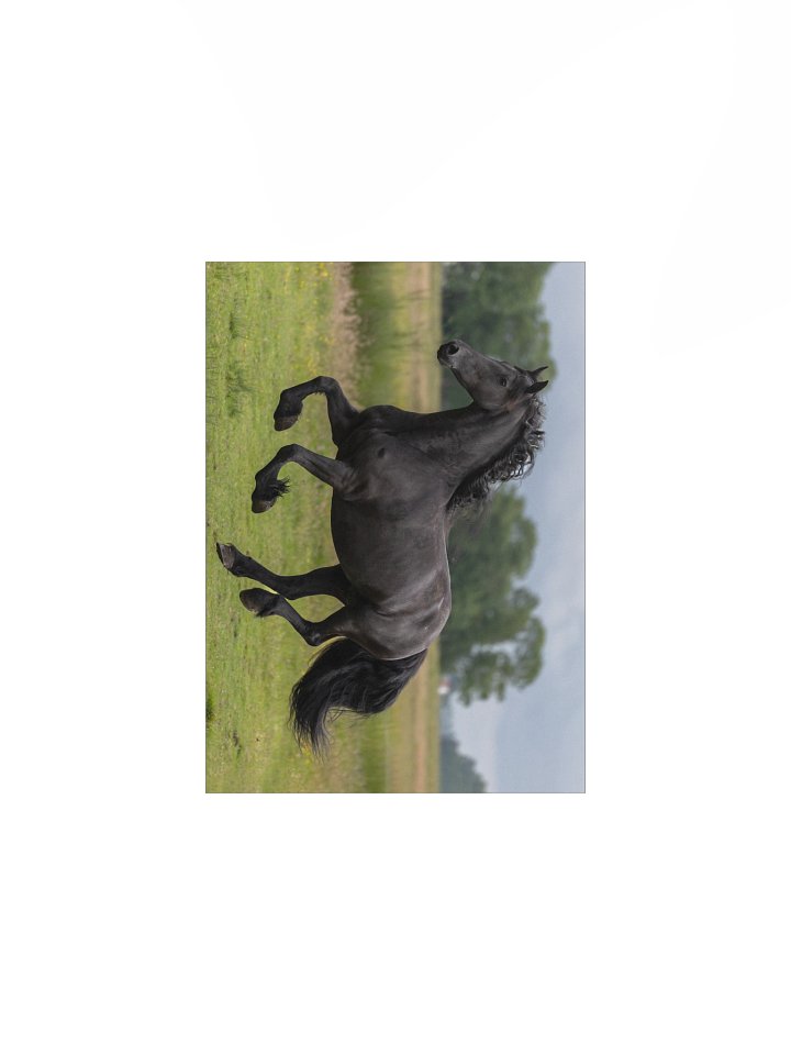 Friesian horses Saly product image (2)